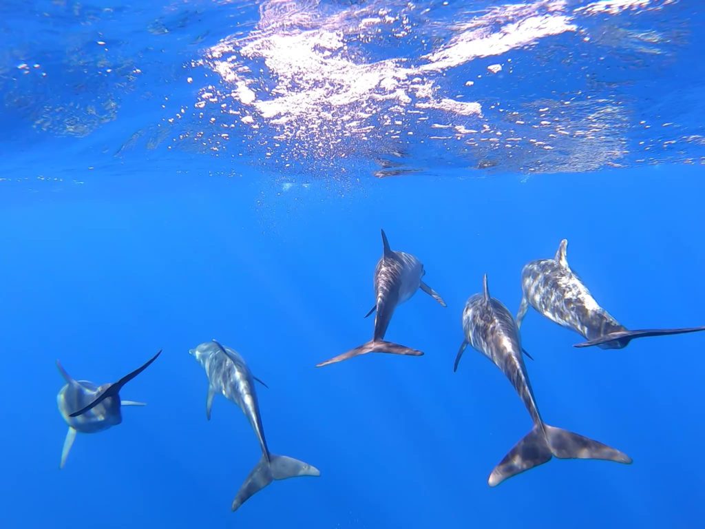 Dolphins leading Barbarella