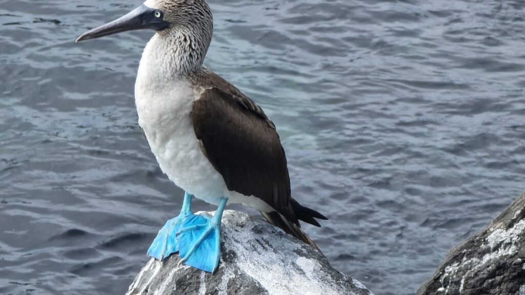 Yes, here in the Galapagos the boobies have blue feet