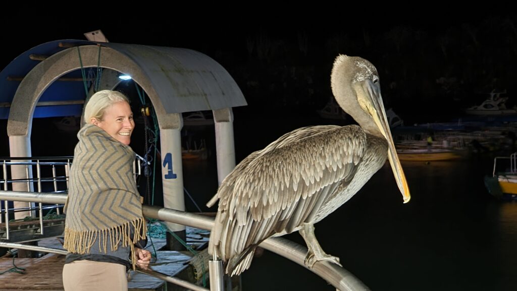 Yes, these pelicans are big