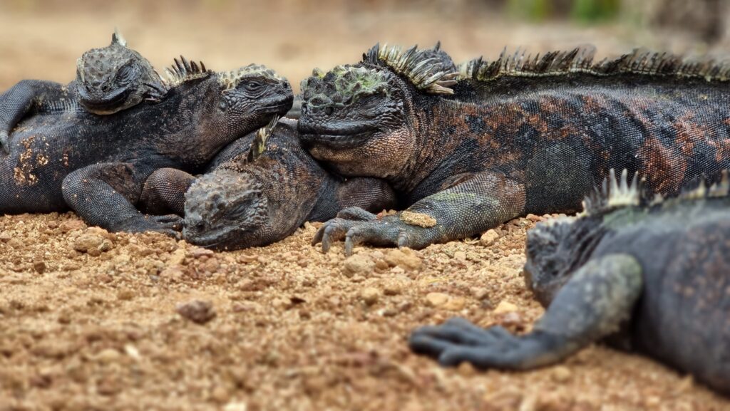 Those iguanas like to cuddle