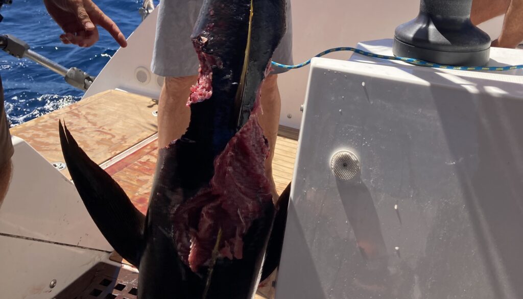 However, the real carnage happened 20 minutes earlier when three sharks thought that a tuna on a hook is an easy catch. For sure they know where the fillets are on a tuna