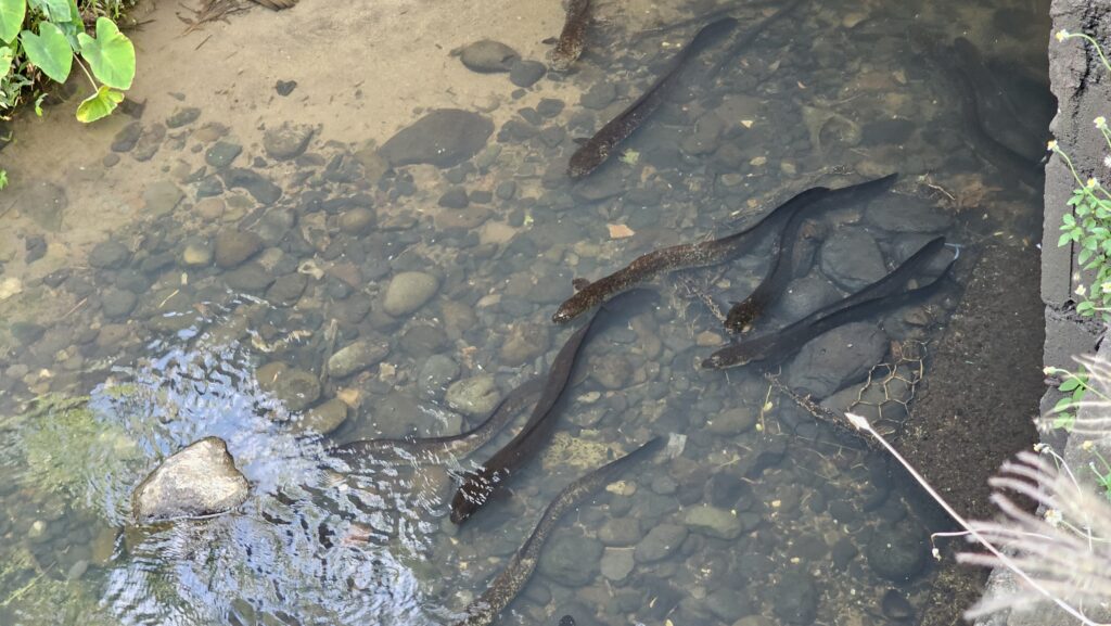 Some kind of eels in the river