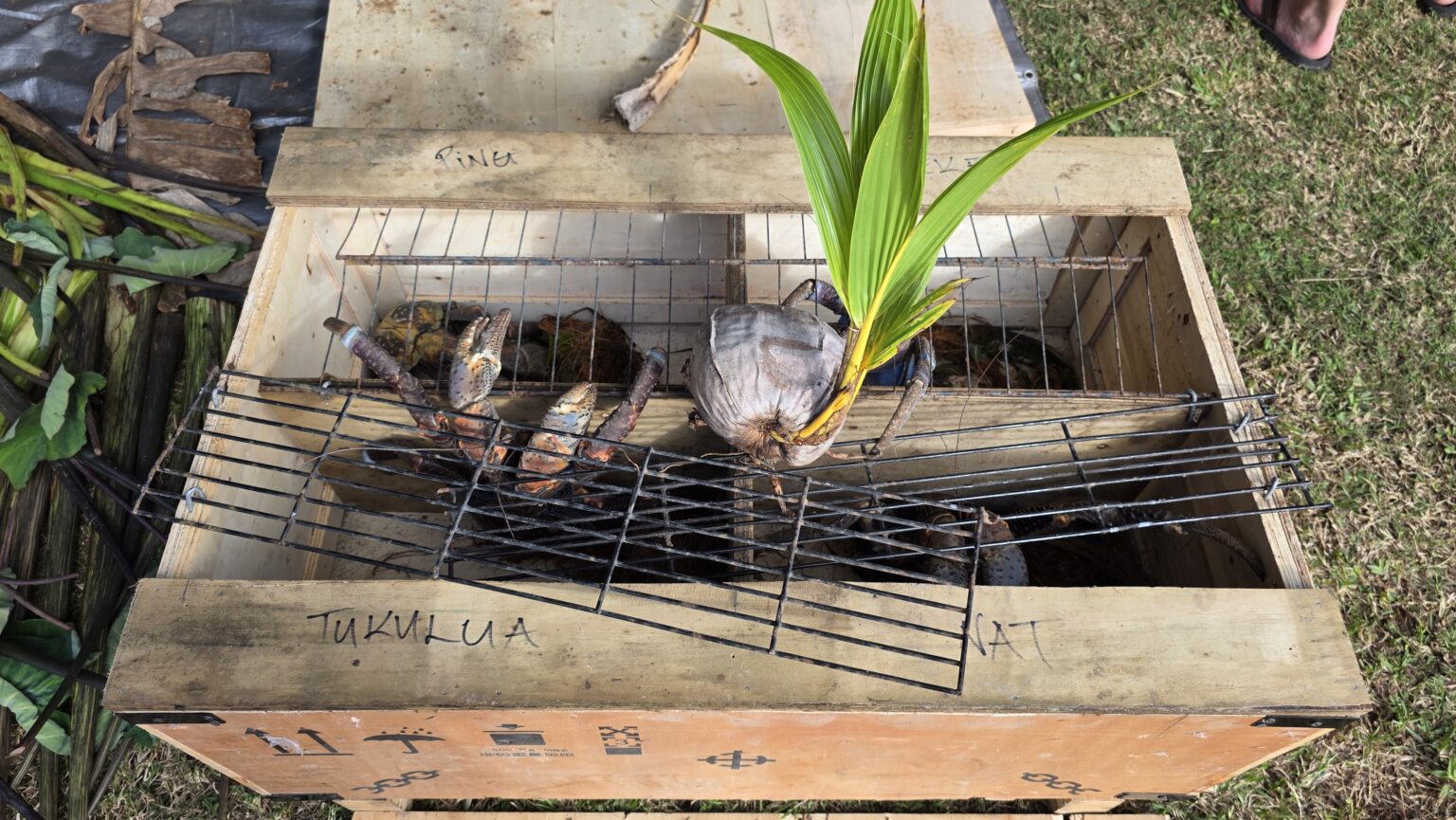 But some of the crabs first need to participate in little games. Like, which crab gets out of the cage first