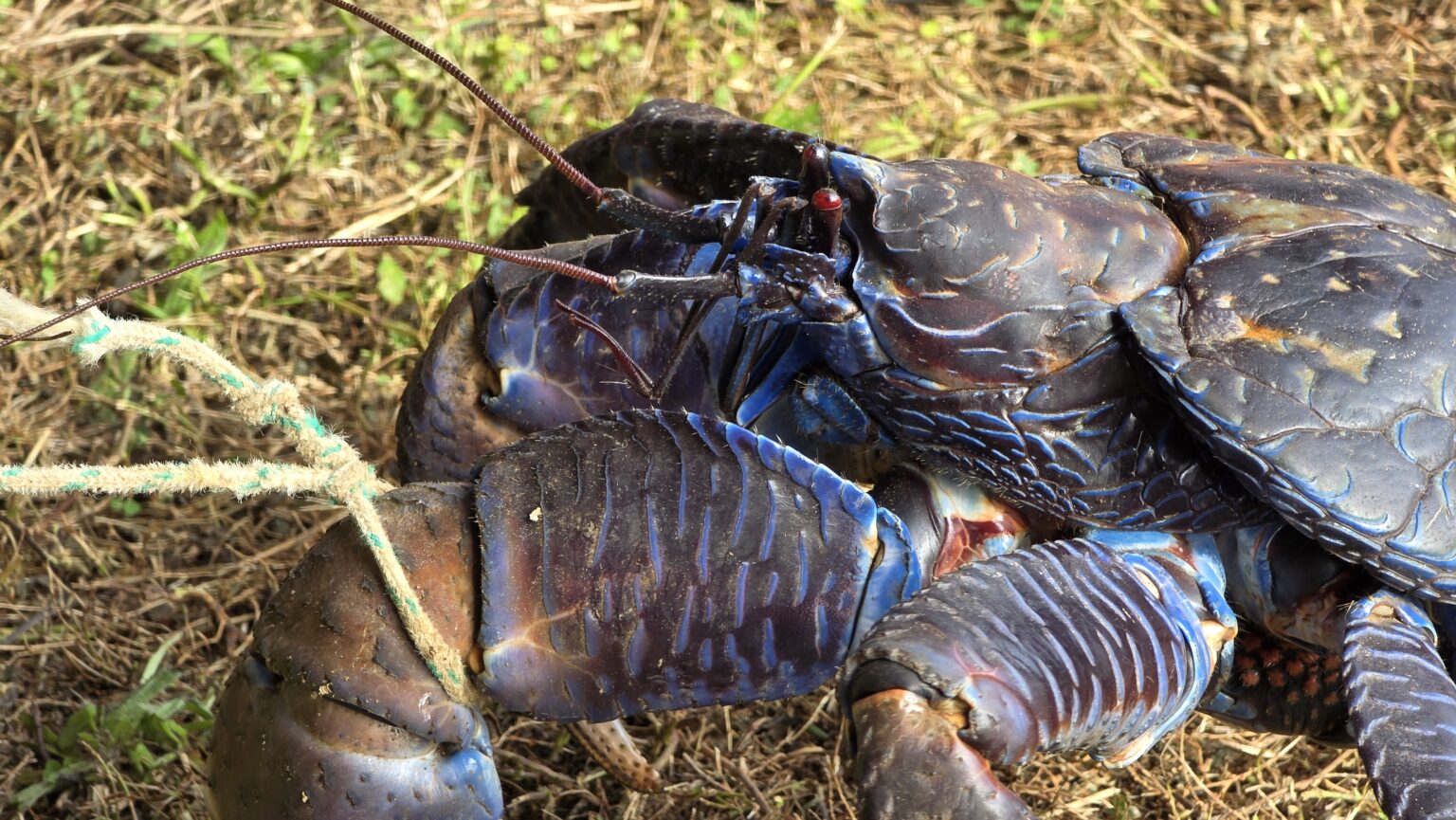 On Niue, locals catch coconut crabs and eat them. They grow up to 1 meter long and are up to 4 kg heavy