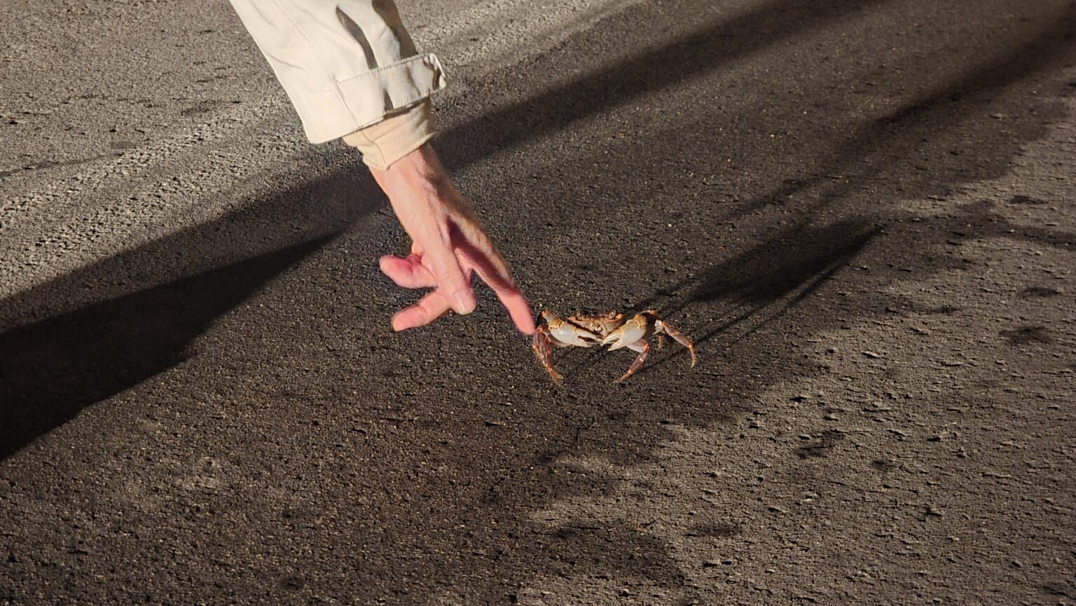 Little crab, please leave the road. The next car might not stop for you