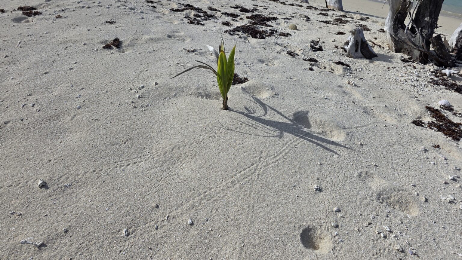 But new trees are planted