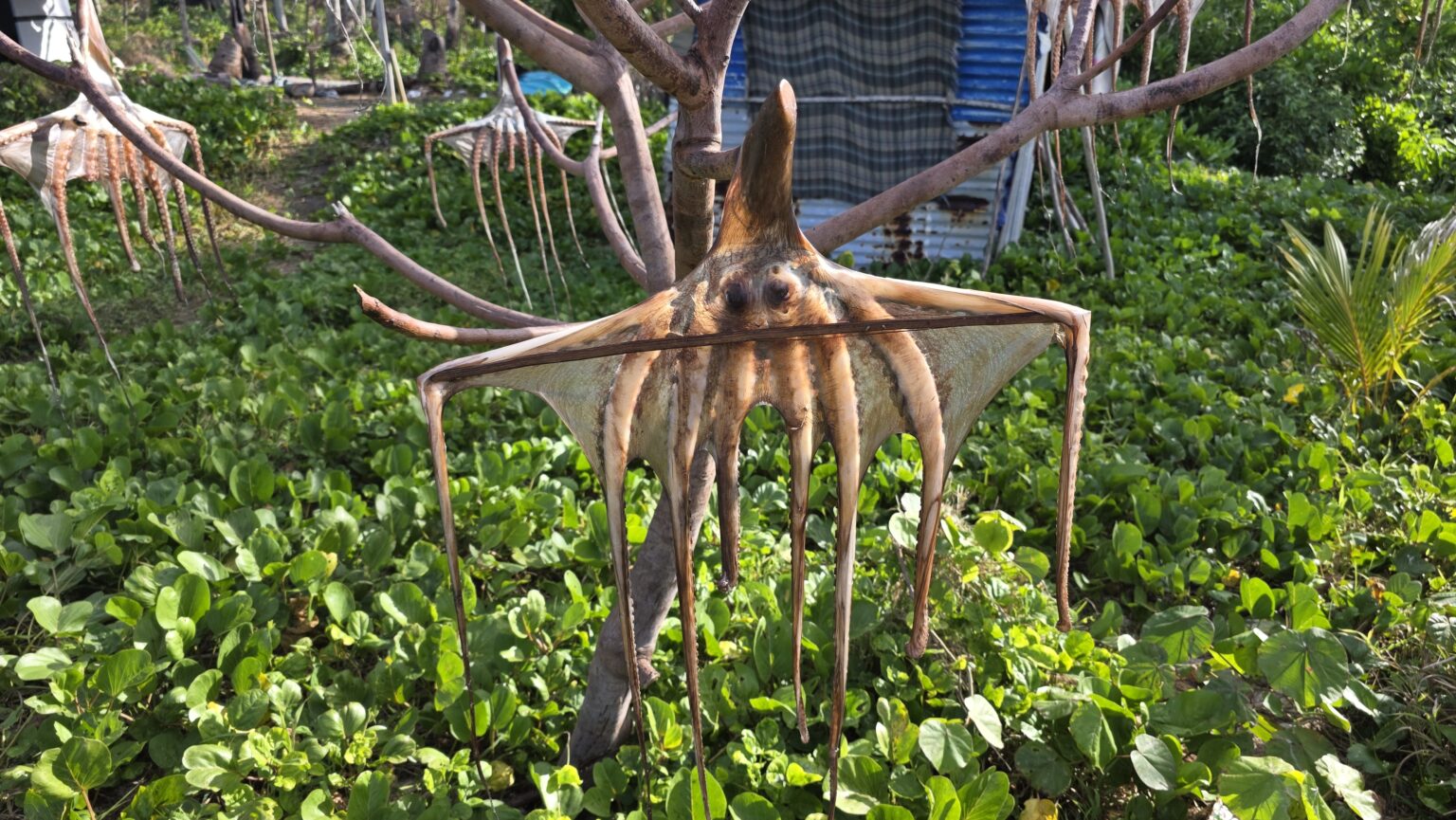 They were planted by 3 fishermen that regularly come to here to fish octopus